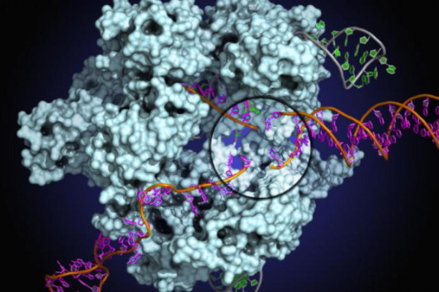 Генетическая "флешка": ученые улучшили систему редактирования генома