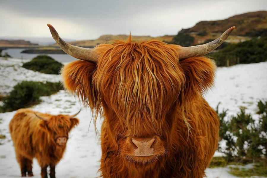 Шотландия будет привлекать туристов шоу пушистых высокогорных коров