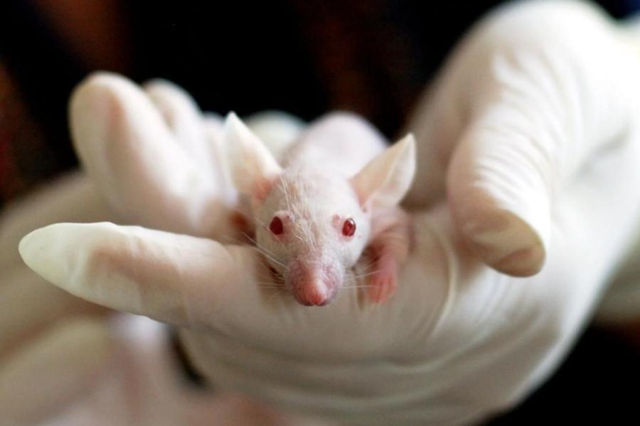 Ученые успешно протестировали на мышах вакцину от рака