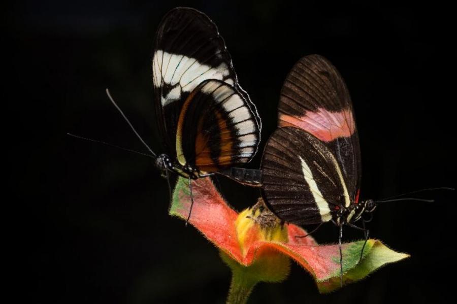Cамцы бабочек мажут самок антиафродизиаком, чтобы они не спаривались с другими