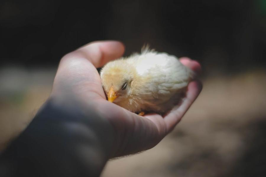 В Германии запретят убивать новорожденных цыплят-самцов