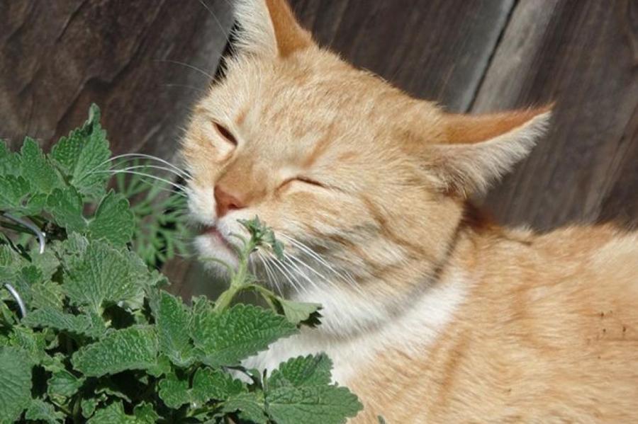 Исследование: кошки любят кошачью мяту, потому что она защищает их от комаров