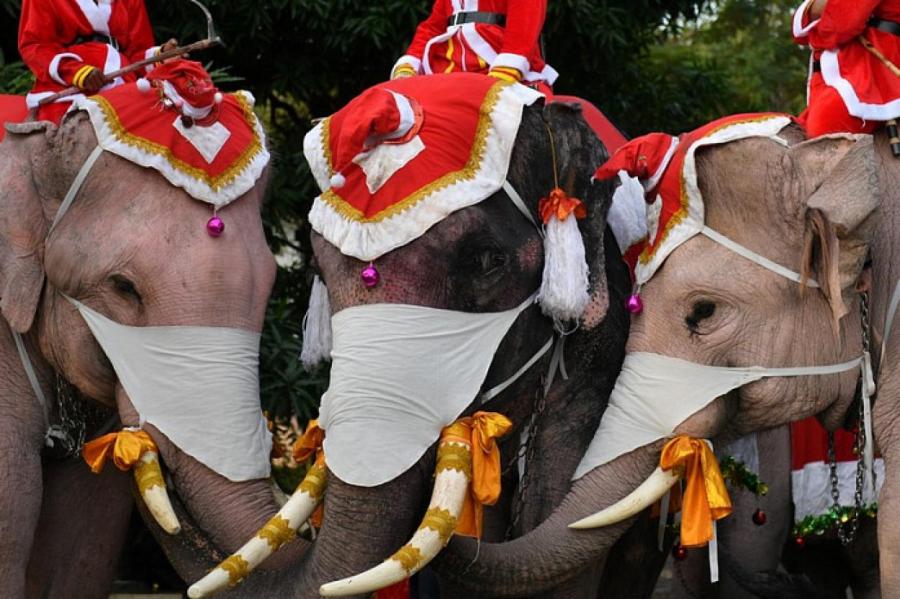 Тайские слоны помогают популяризировать ношение масок