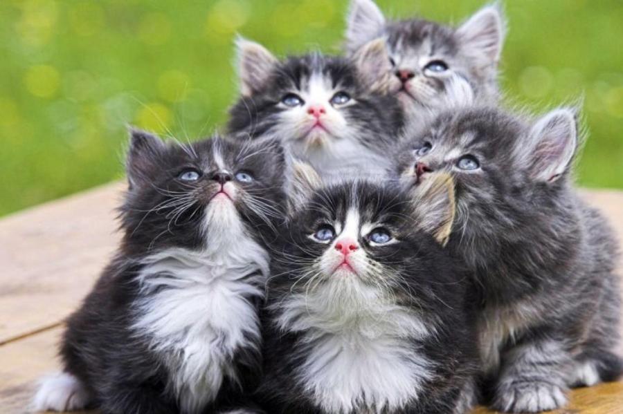 Ученые доказали: смотреть на кошек не только приятно, но и полезно для здоровья