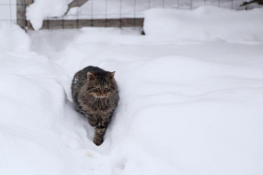 Привет из Белоруссии: Рига окажется под толстым слоем снега