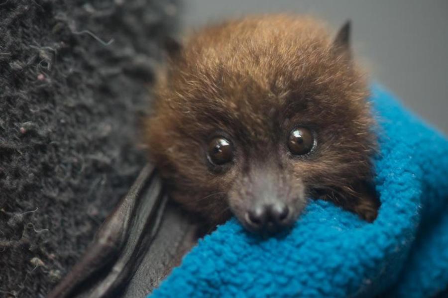 В Орегонском зоопарке родились редкие летучие лисицы: их кормят вверх ногами!