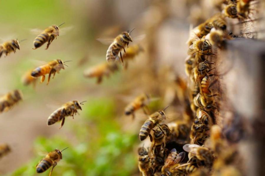 20 тыс. пчёл построили улей в офисе американского стартапа