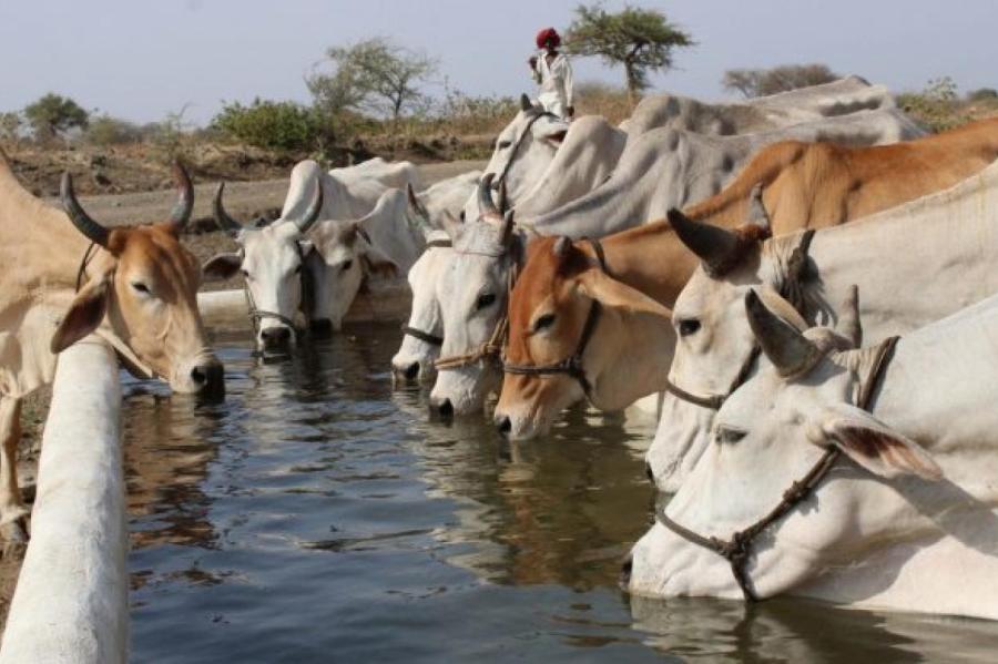 В Индии ввели экзамен на знание коров