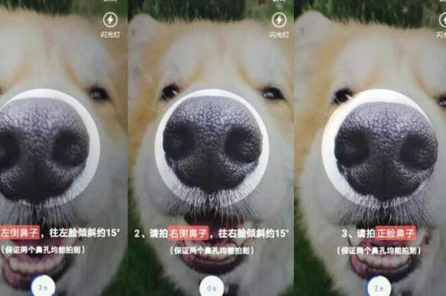 В Китае у собак появились удостоверения личности с отпечатком носа