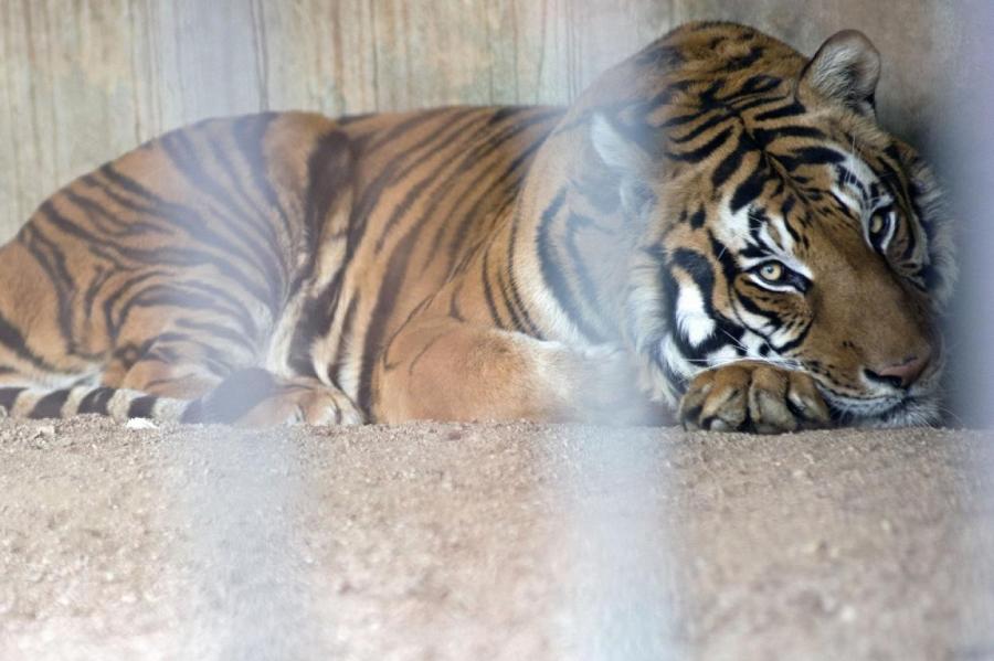 В шведском зоопарке усыпили тигрицу Настасью, заболевшую Covid-19
