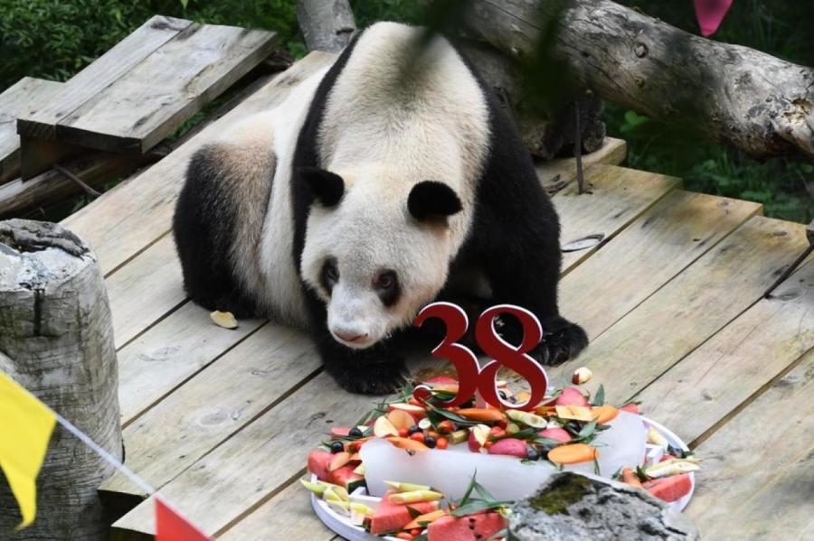 В Китае умерла самая старая панда в мире