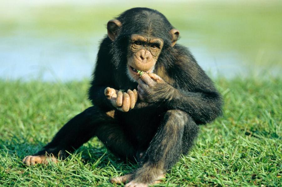 В Гвинее последняя плодовитая самка вымирающих шимпанзе родила детёныша