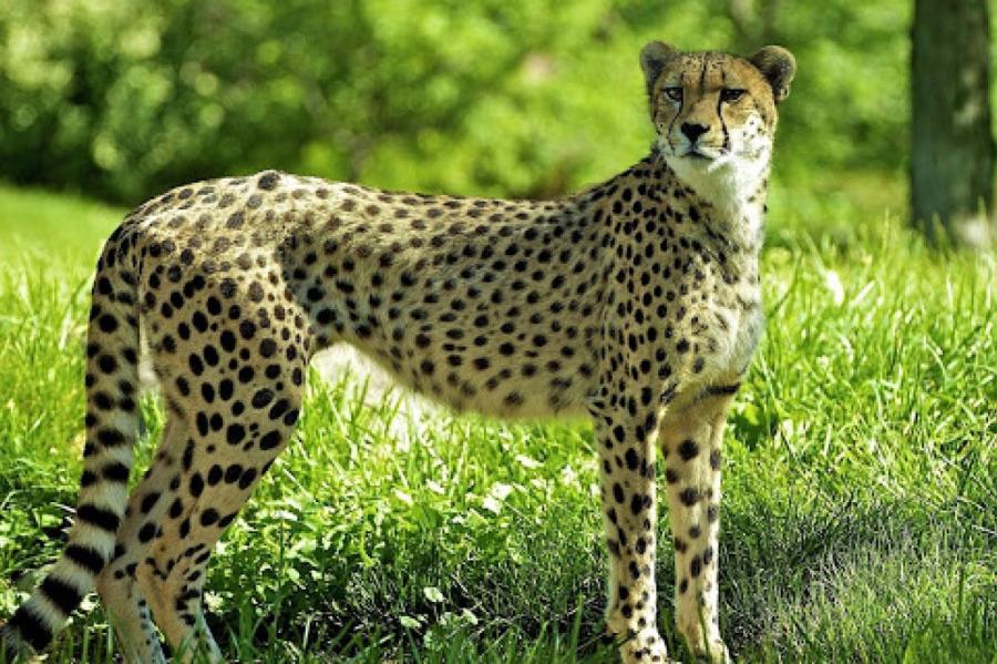 Одинокому гепарду завели щенка, и они стали послами исчезающих видов