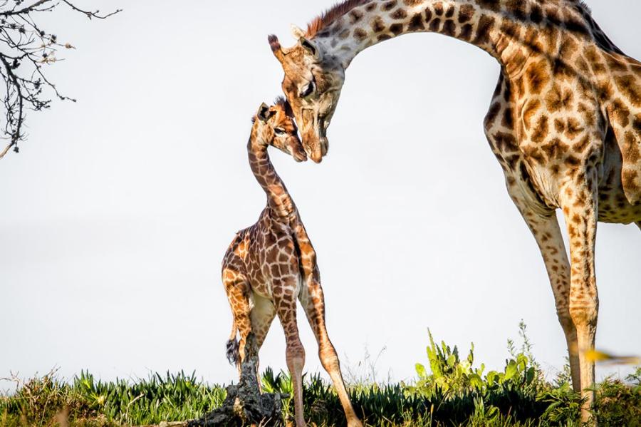 В Кении зоозащитники спасли жирафа с затопленного острова