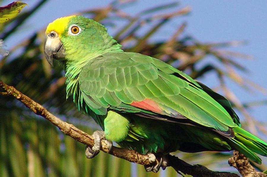 Врачи спасли жизнь редкому зелёному амазонскому попугаю, заменив клюв протезом