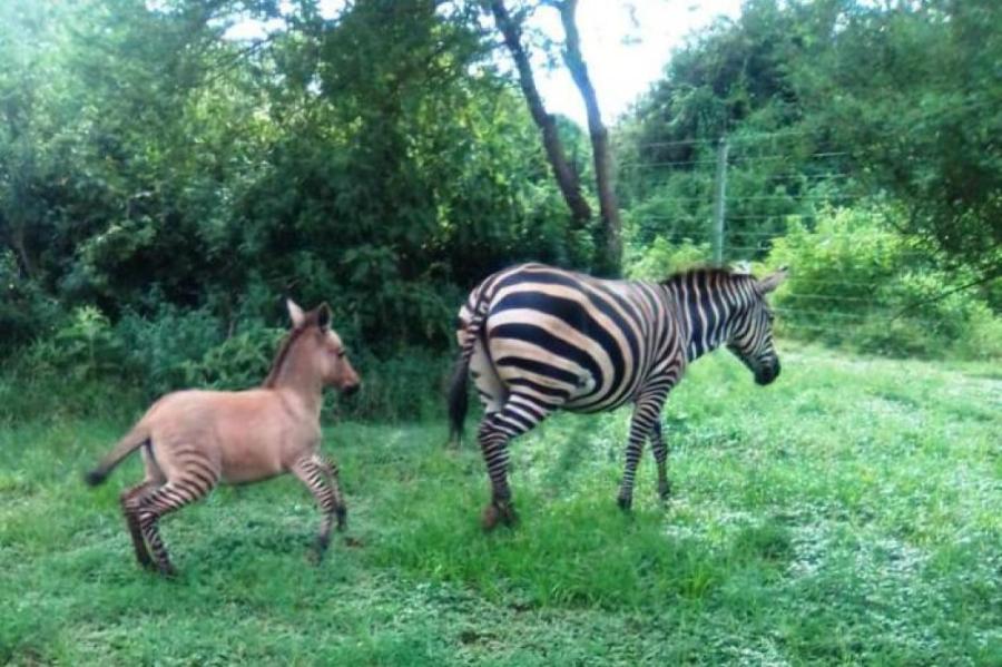 Дикая зебра подружилась с осликом на ферме и родила неведомую зверюшку