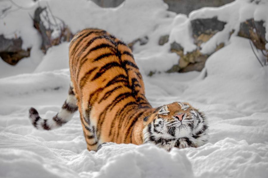 На Дальнем Востоке пытаются спасти истощенную и обмороженную тигрицу