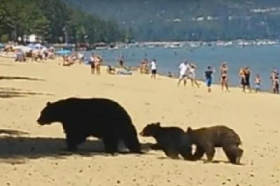 Мама-медведица привела медвежат на пляж. Люди еще долго будут это помнить!