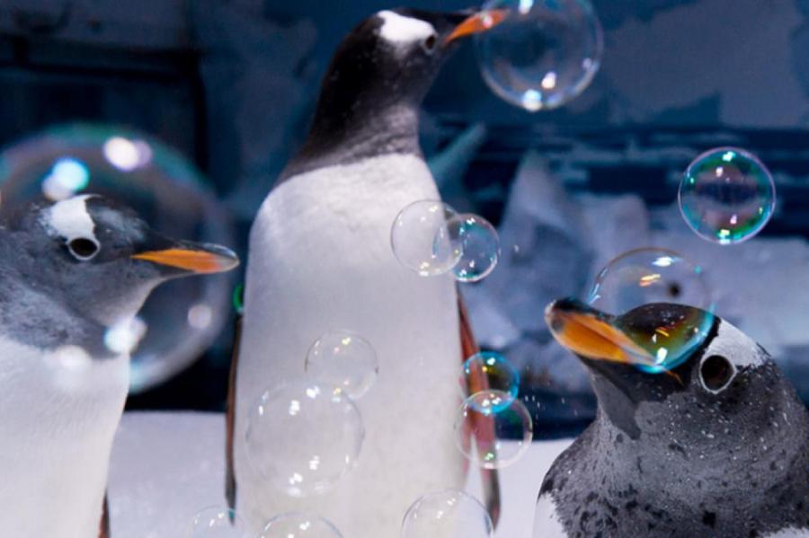 Пингвинам Московского зоопарка устроили пенную вечеринку