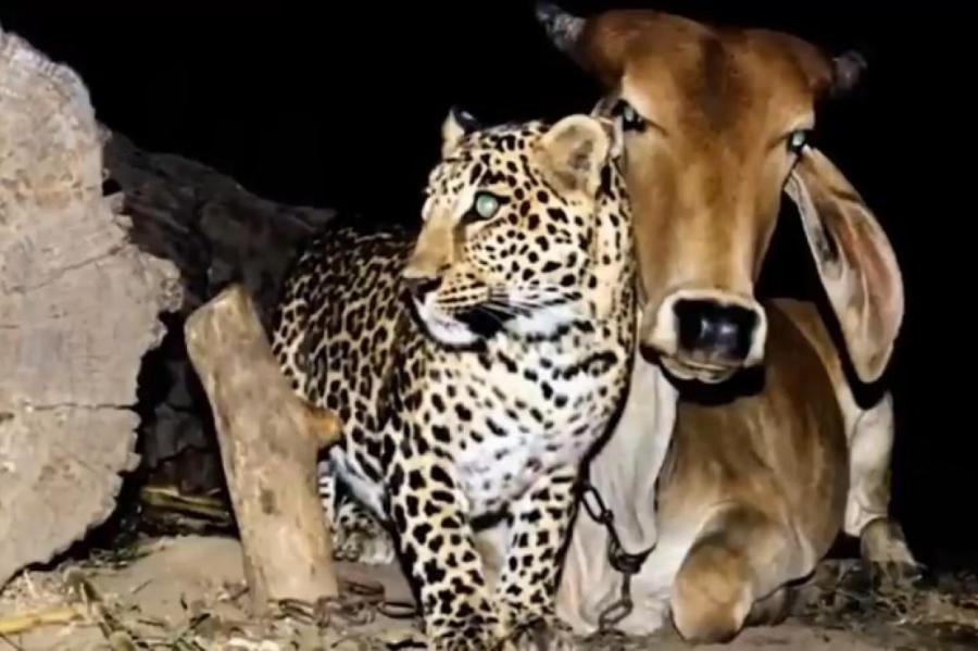 История необычной дружбы: леопард по ночам посещал одну и ту же корову