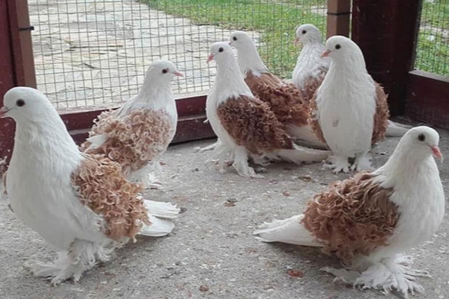 700 породистых голубей «выставили» в Петропавловске
