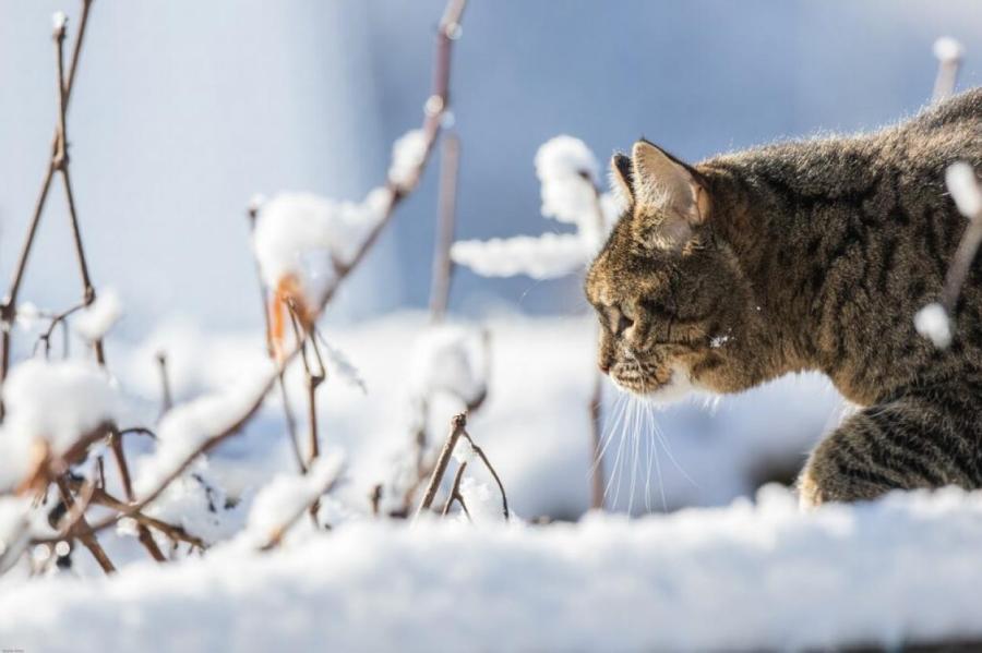 Как ухаживать за кошкой зимой