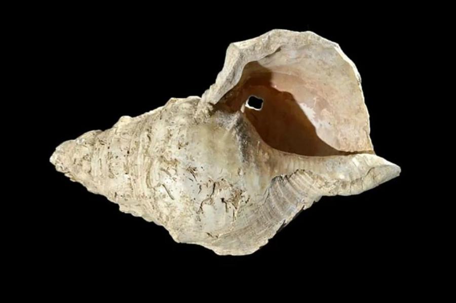 Ученые раскрыли тайну морской раковины возрастом в 18 тысяч лет