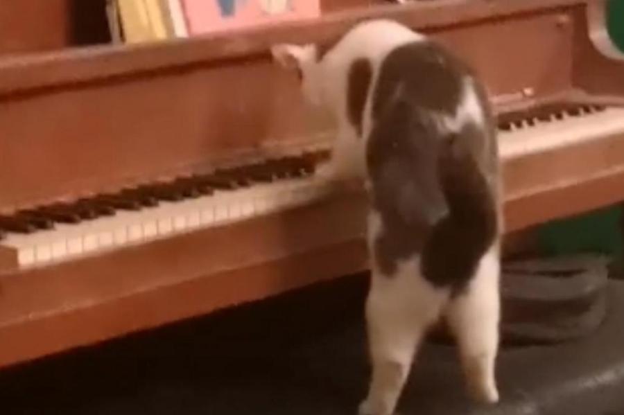 Девушка сняла на видео, как ее кот увлеченно играет на пианино