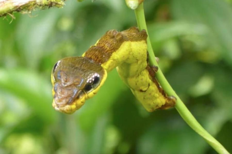 Что это за странная змея-недомерок и почему она всех восхищает