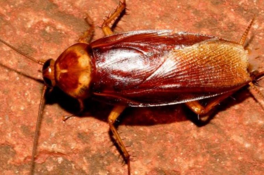 Почему тараканы могут жить без головы