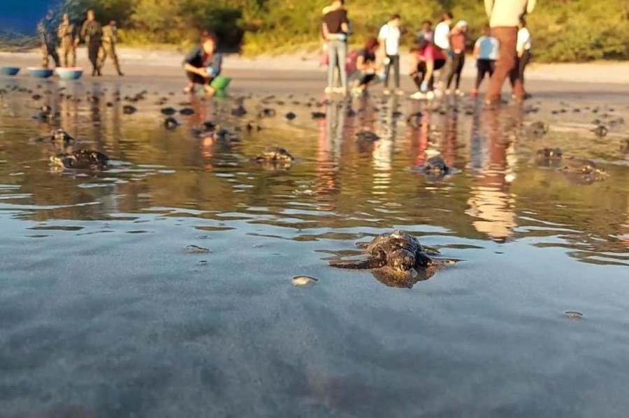Сотни черепах выпустили на морской берег в Никарагуа