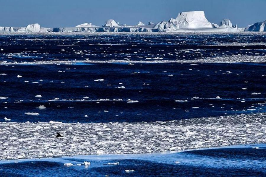 В Антарктиде под шельфовым ледником обнаружили необычных живых существ