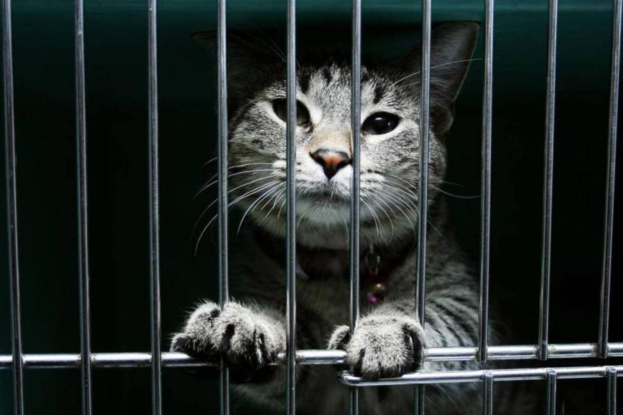 Владельцы котов в Нидерландах могут предстать перед судом