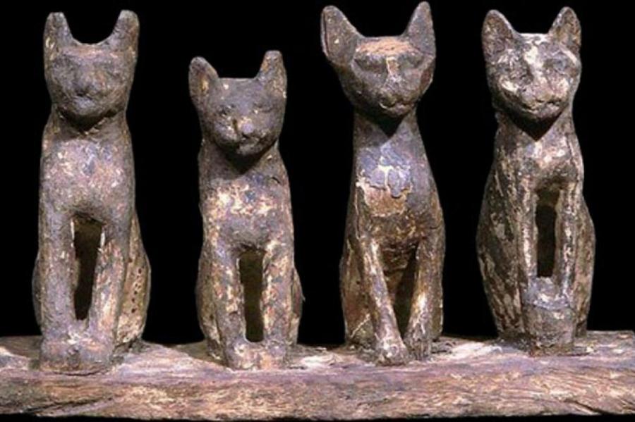 В Центральной Европе кошки начали жить с людьми 5000 лет назад