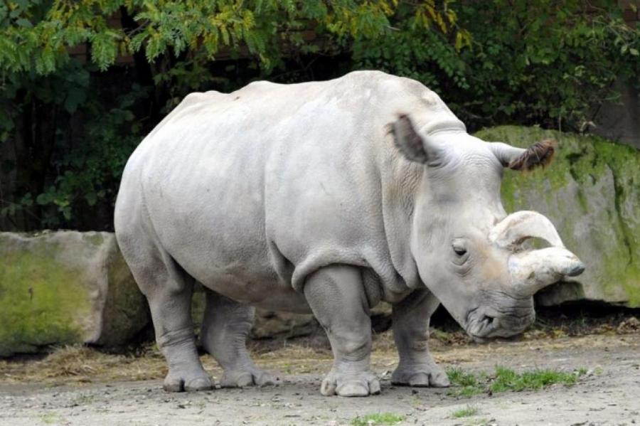 Генетики продолжают спасать от исчезновения северных белых носорогов