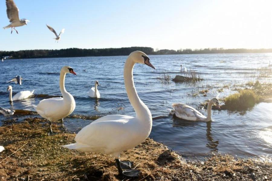 Власти РФ рассказали о состоянии заболевших новым видом птичьего гриппа