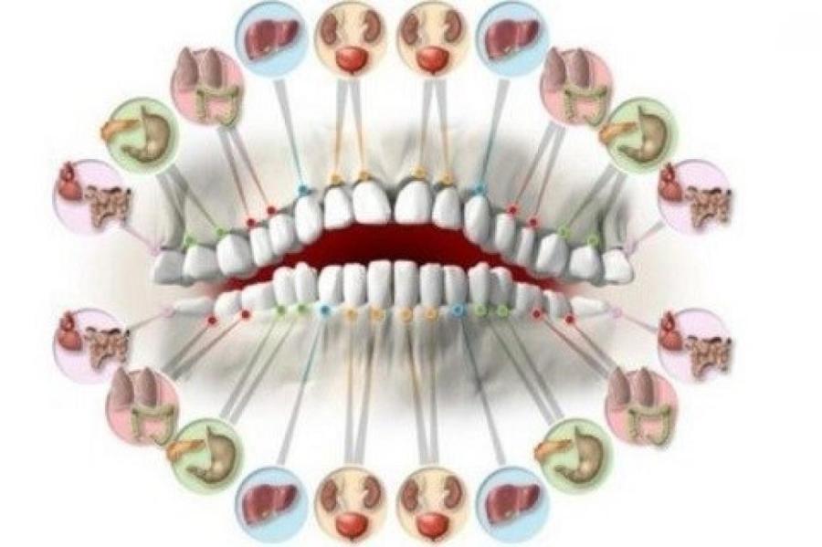 А вы знали, что каждый из наших зубов связан с определенным органом