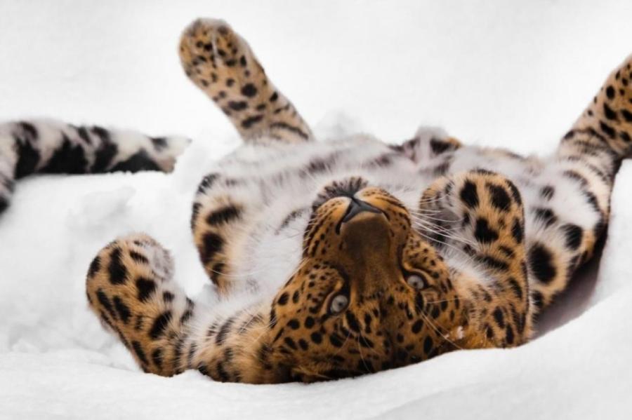 Жители Читы выбрали имя для самки леопарда из местного зоопарка