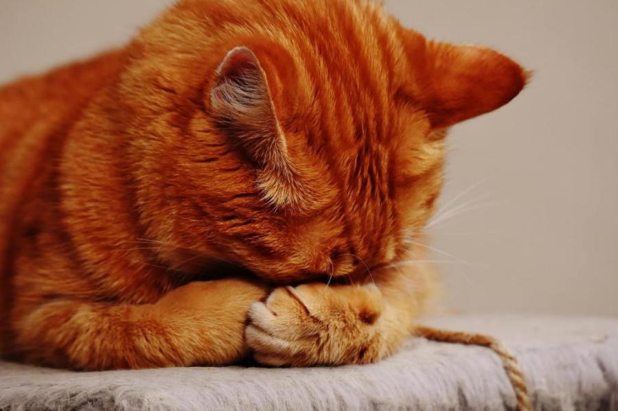 Странные кошачьи привычки, которые могут многое рассказать о вашем питомце