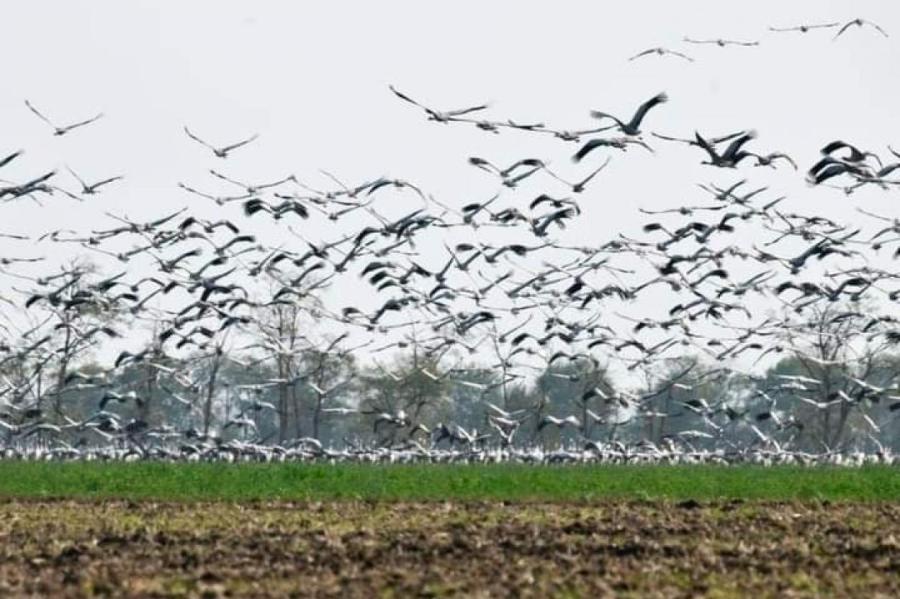 В заповеднике «Аскания-Нова» погибли более 150 птиц