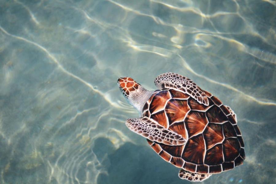 Главный водоем Валенсии «захватили» экзотические черепахи