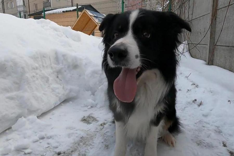Лучший пёс-спасатель года России родом с Балтики