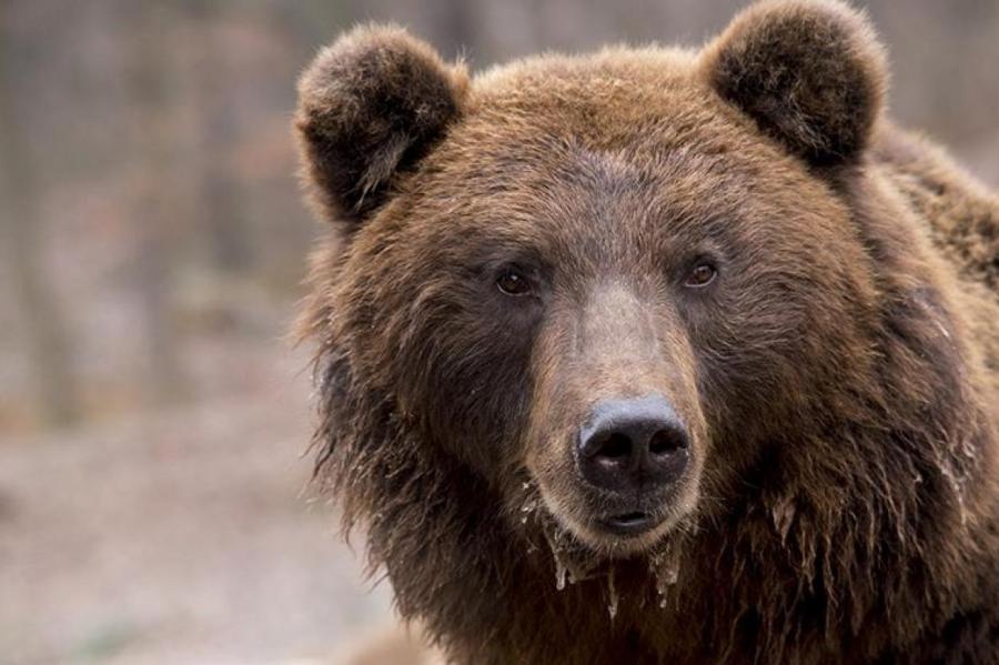 Символ России – медведь, кто бы сомневался!