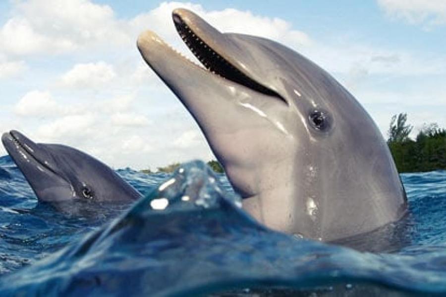 Почему характер дельфинов похож на человеческий