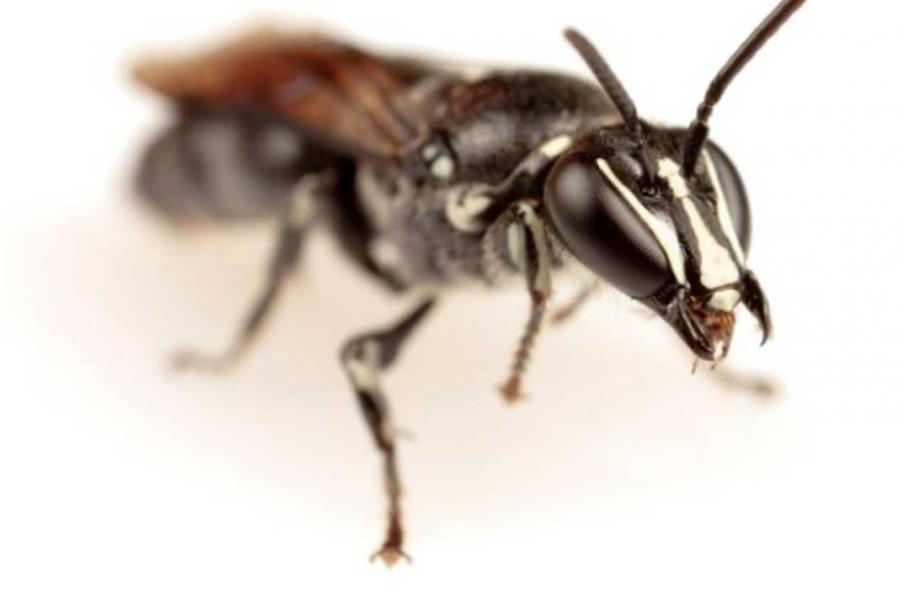 «Пропавшую» австралийскую пчелу через 100 лет нашли энтомологи