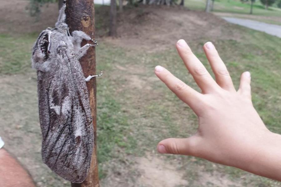 В Австралии нашли гигантского мотылька