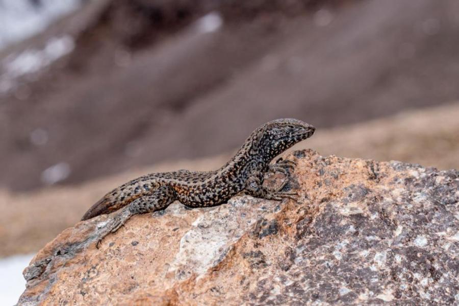 Ящерица в Перу покорила рекордную для рептилий высоту