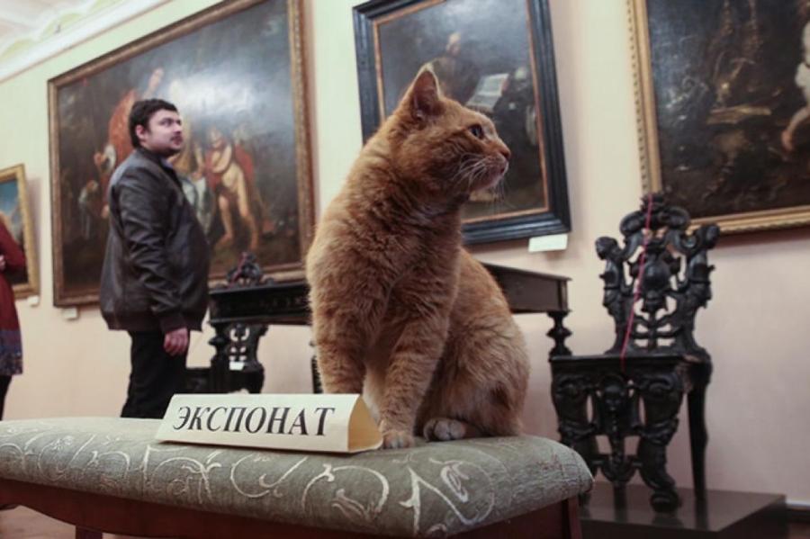В Петербурге появился профсоюз музейных котов