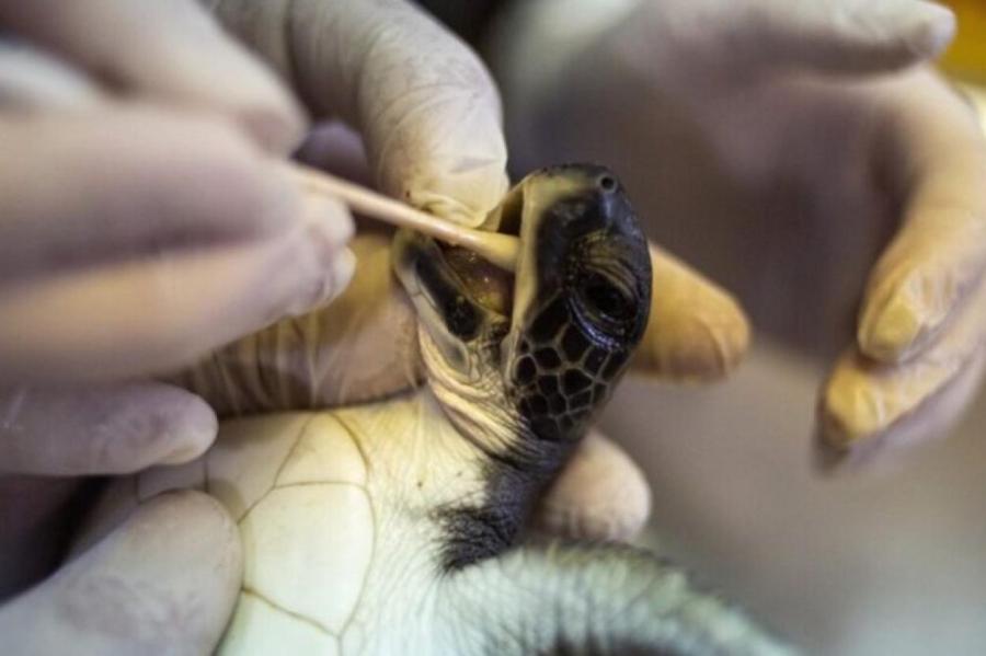 Израильские ученые кормят черепах майонезом, чтобы спасти от последствий мазута