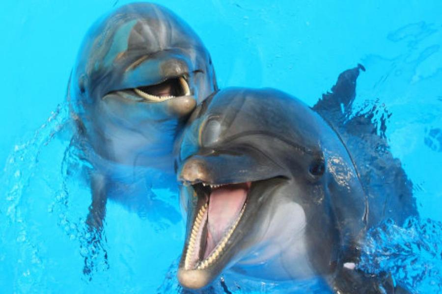 Российские слуги народа взялись за дельфинов